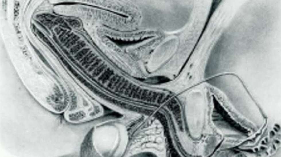 Anatomy of sexual intercourse