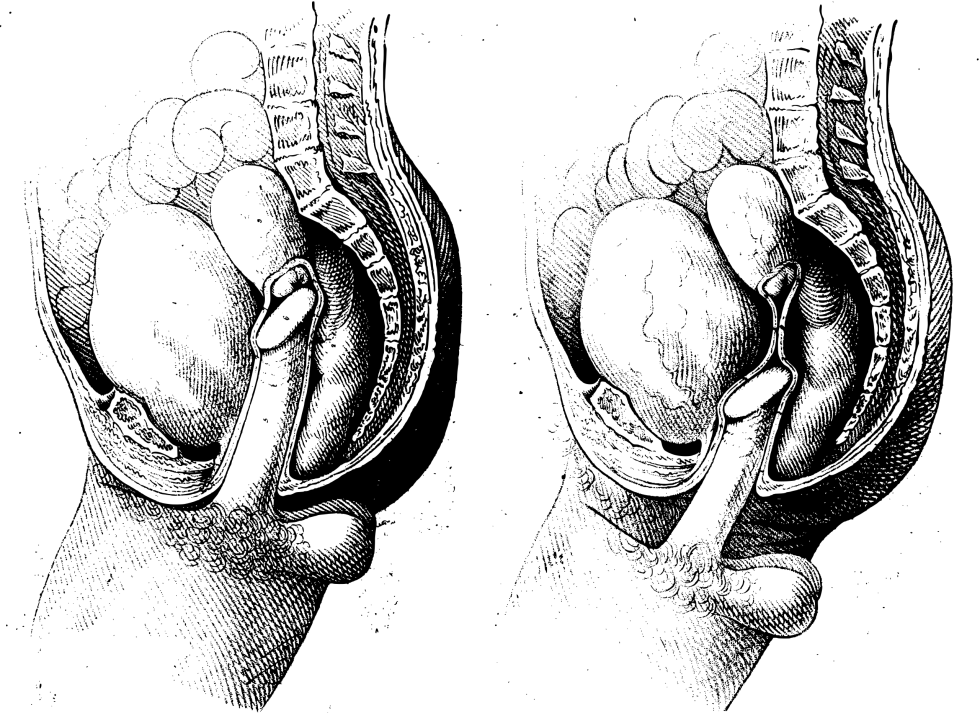 Member and vagina close -up