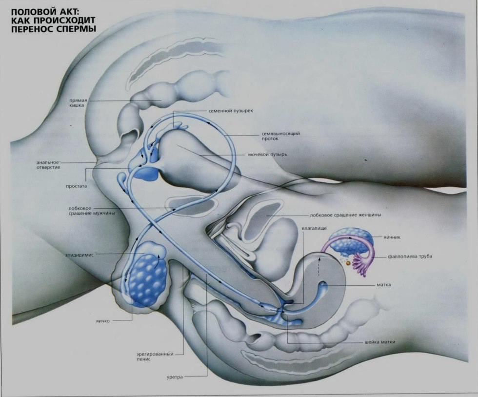 Scheme of sexual intercourse