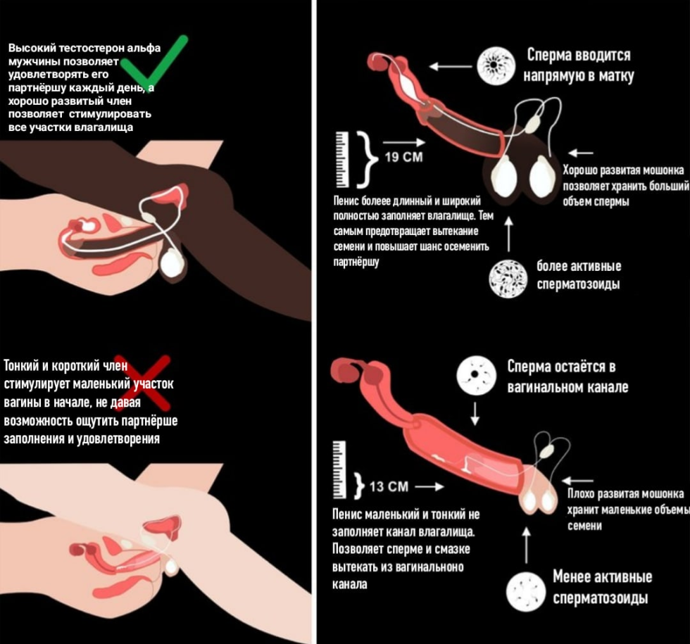 The location of the penis in the vagina