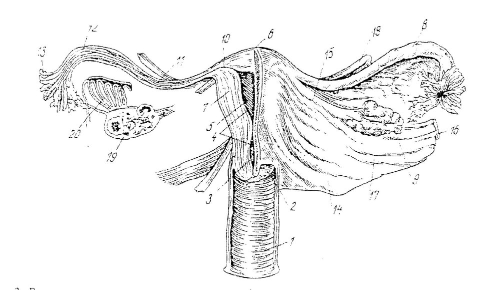 Penis introduction scheme into the vagina