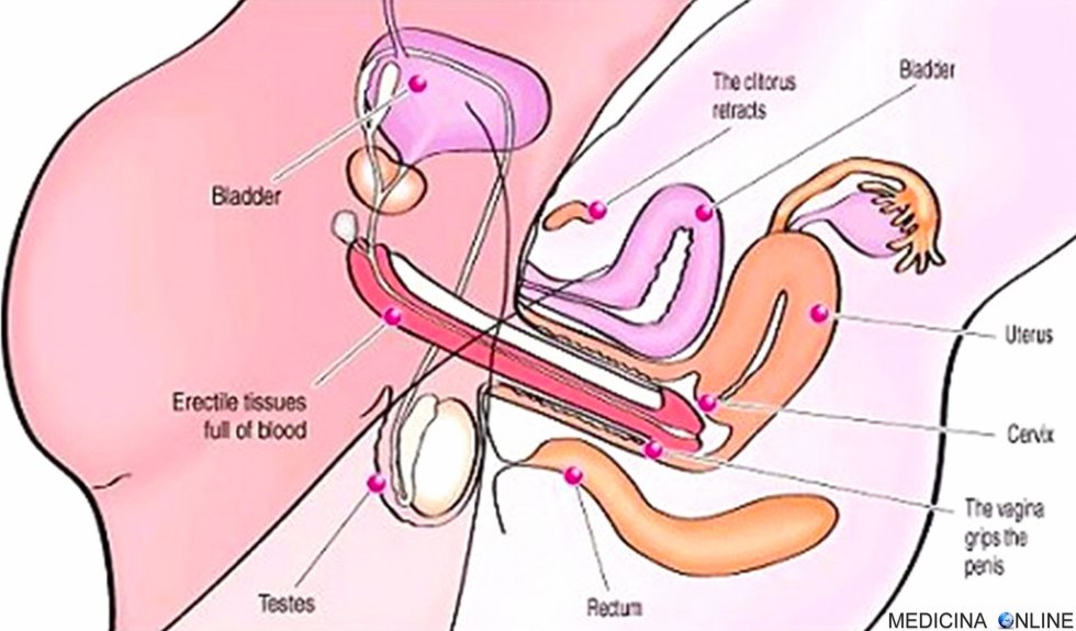 Sexual intercourse in the context of drawing