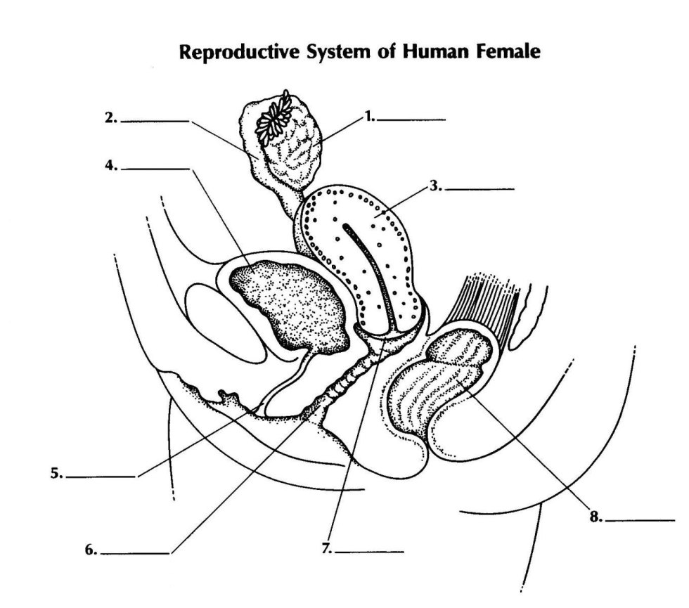 Female reproductive system scheme