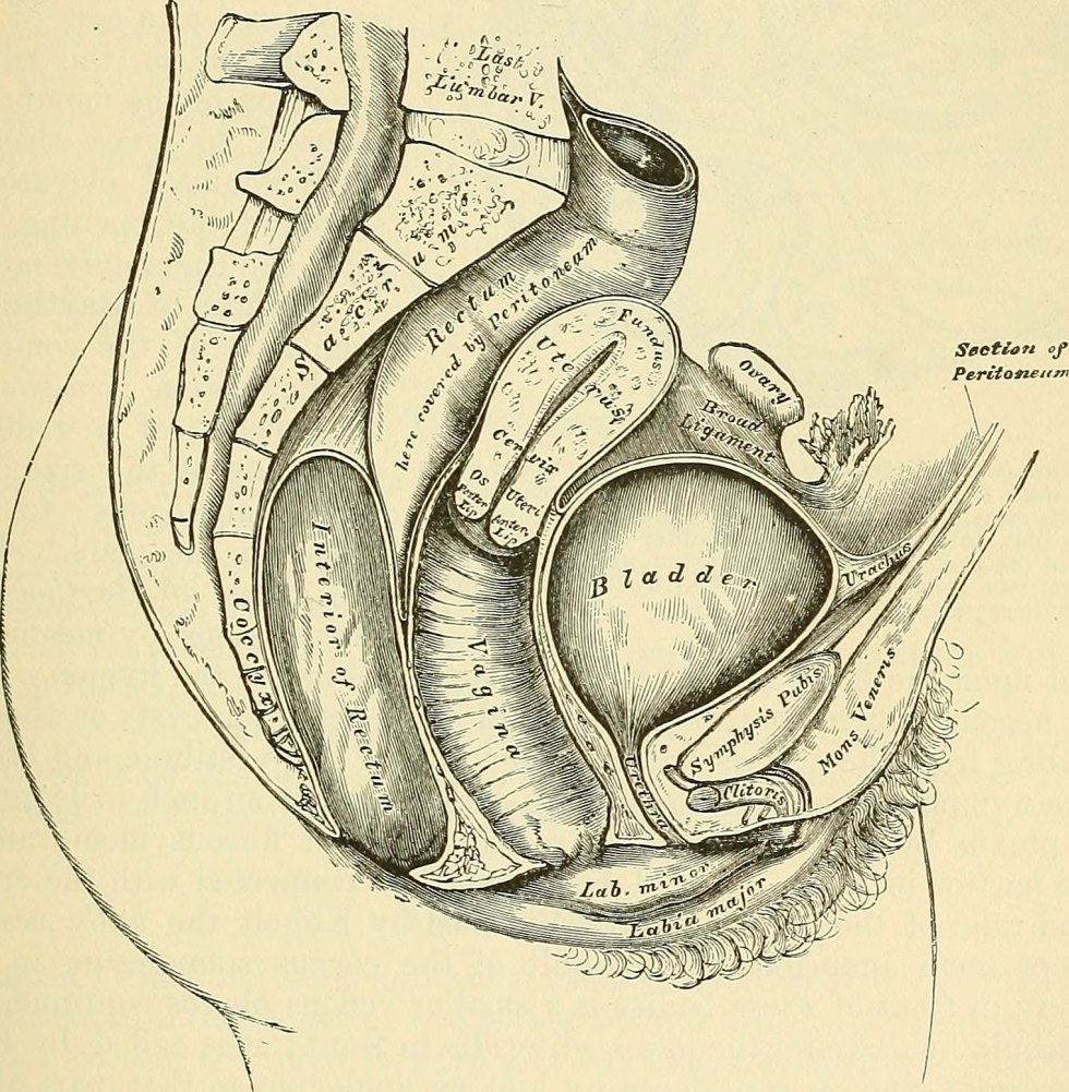 Vagina from the inside in the section