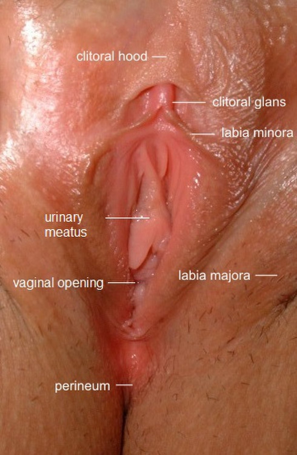 Urethra and vagina location