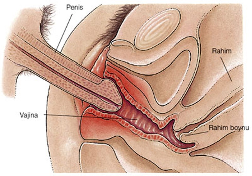 The structure of the female vagina inside