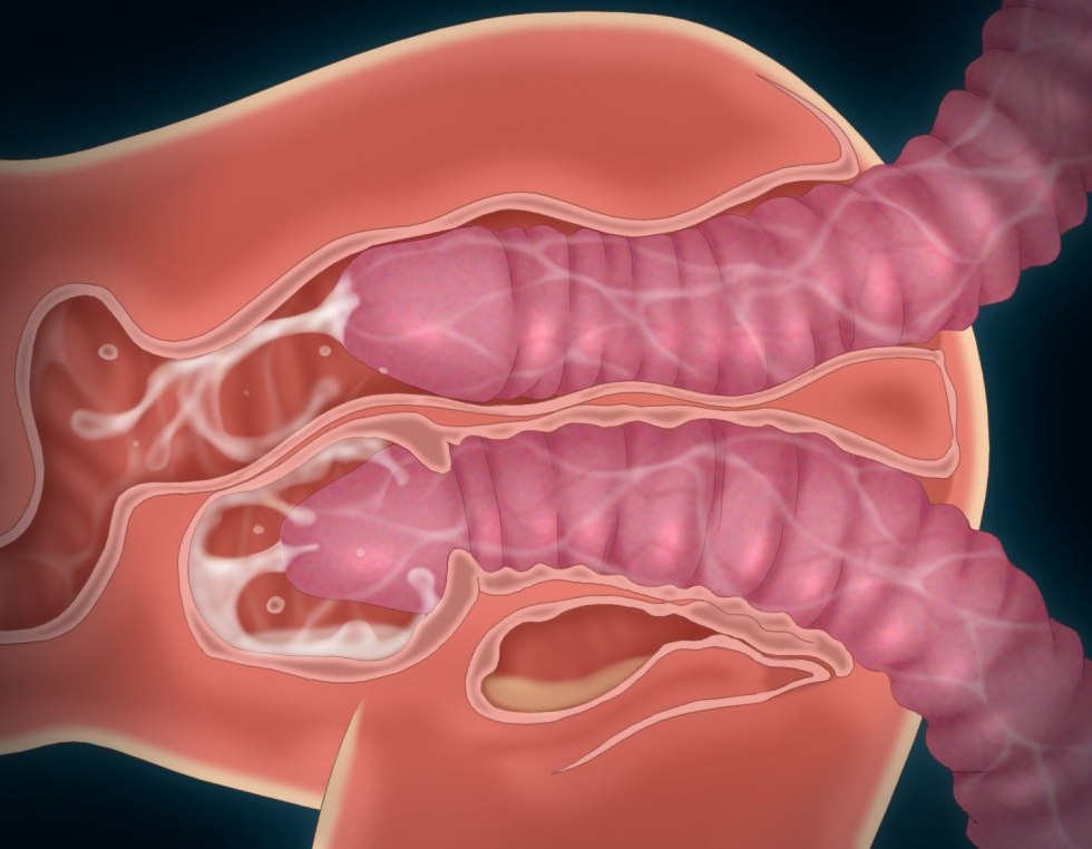 Penis in the vagina in the section