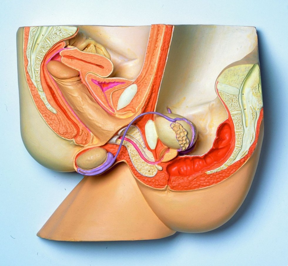 Women's vagina in the context