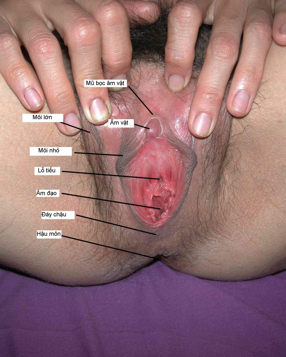 Anatomy of the female vagina