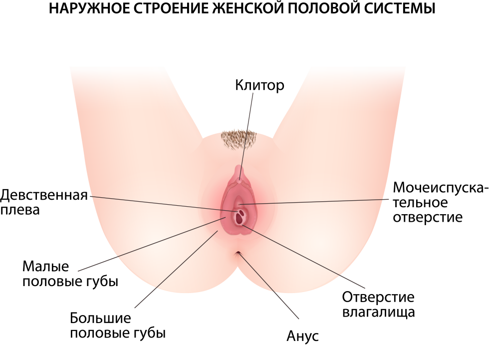 The structure of the external genitalia