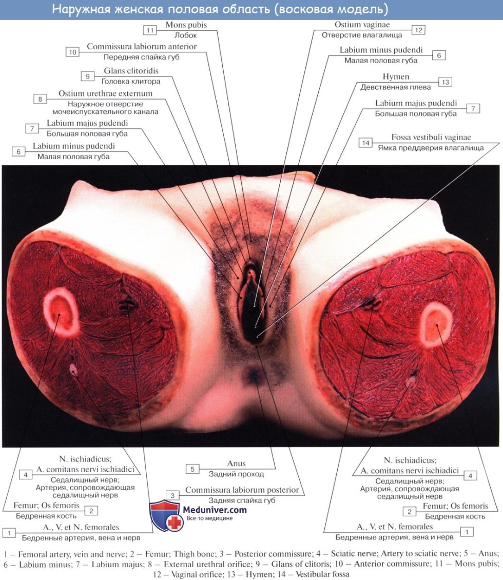 Anatomy of female external genitalia