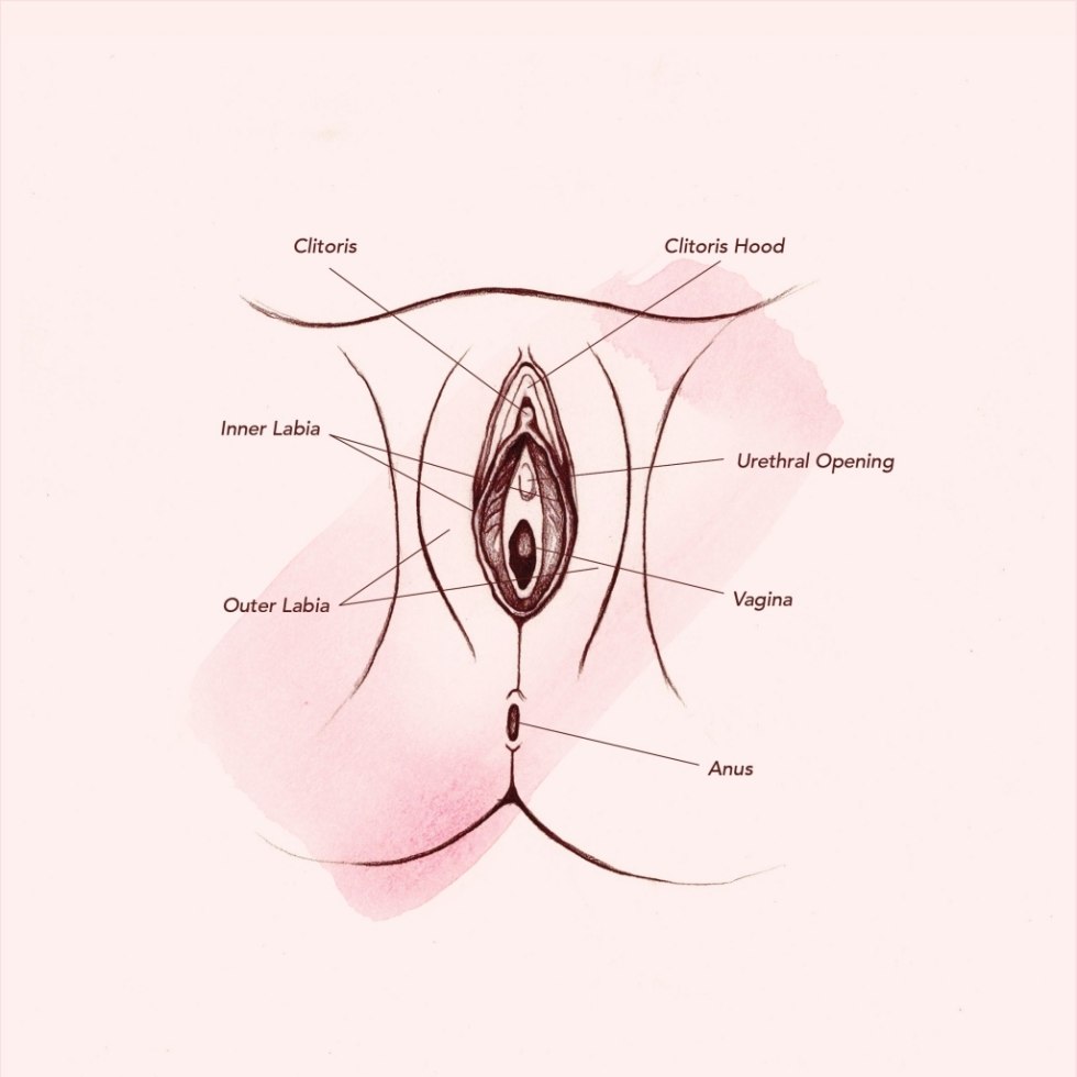 The structure of the female vagina