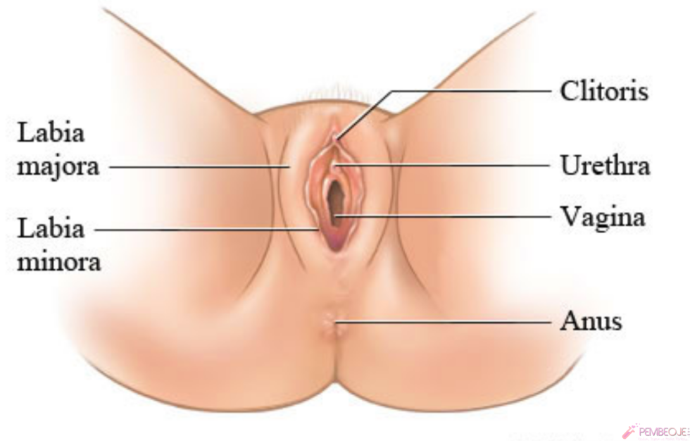 The structure of female. Polish organs external