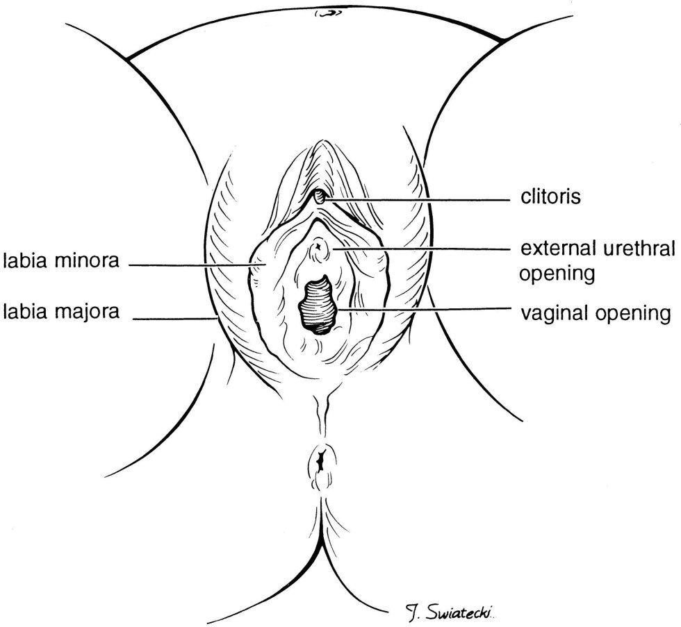 Diagram of the sexual organ of a woman
