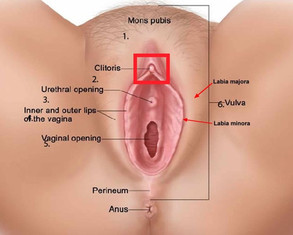 Women's external genitals