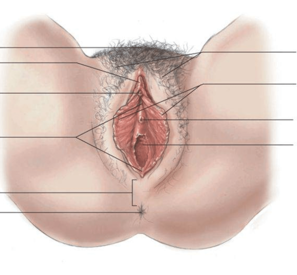 The structure of the female vagina