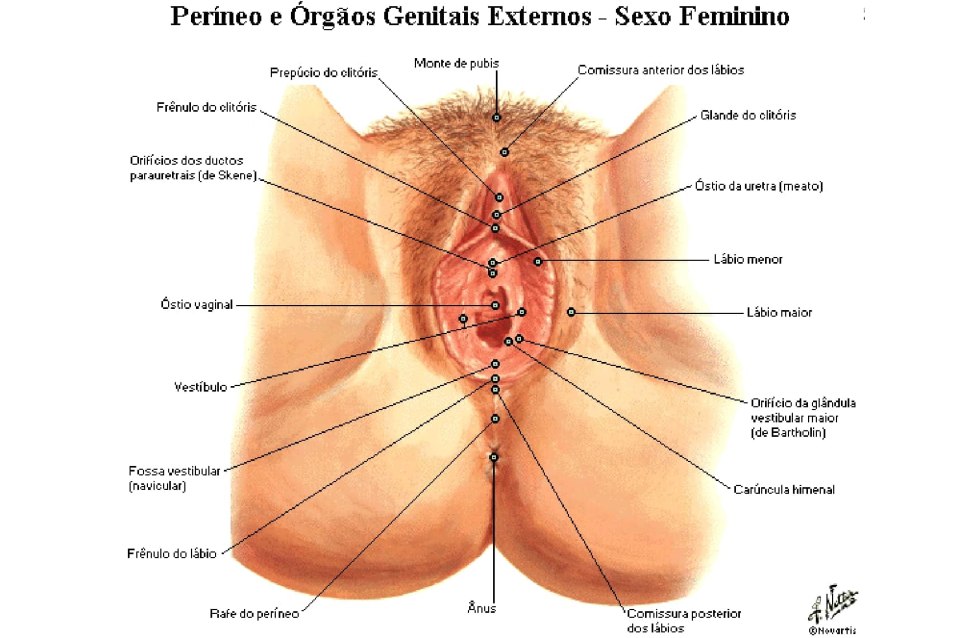 Female genital organ