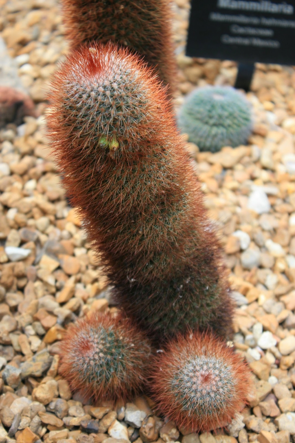 Fallic cactus