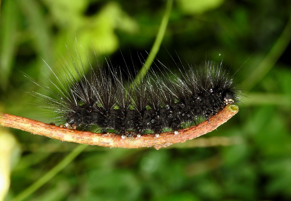 Caterpillar Volosyanka