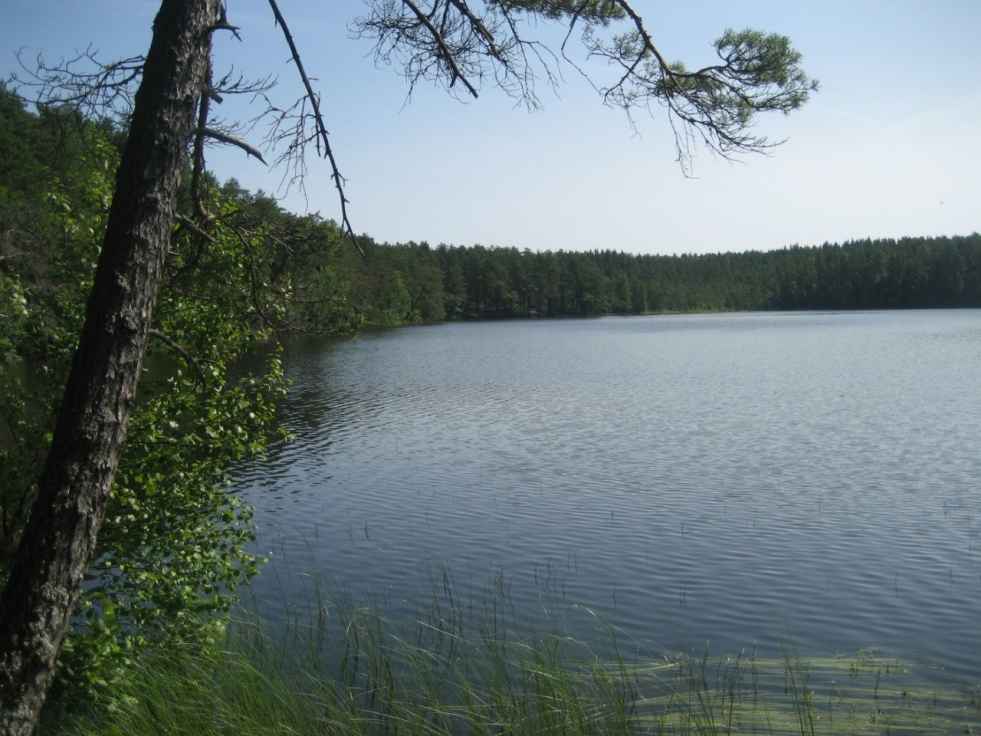 33 pines Vyborg district