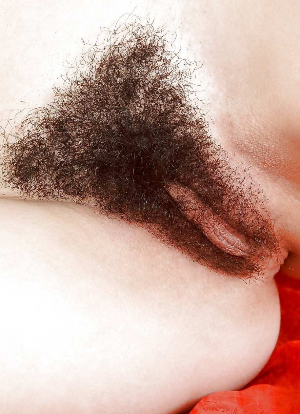 Beautiful hairy pubis