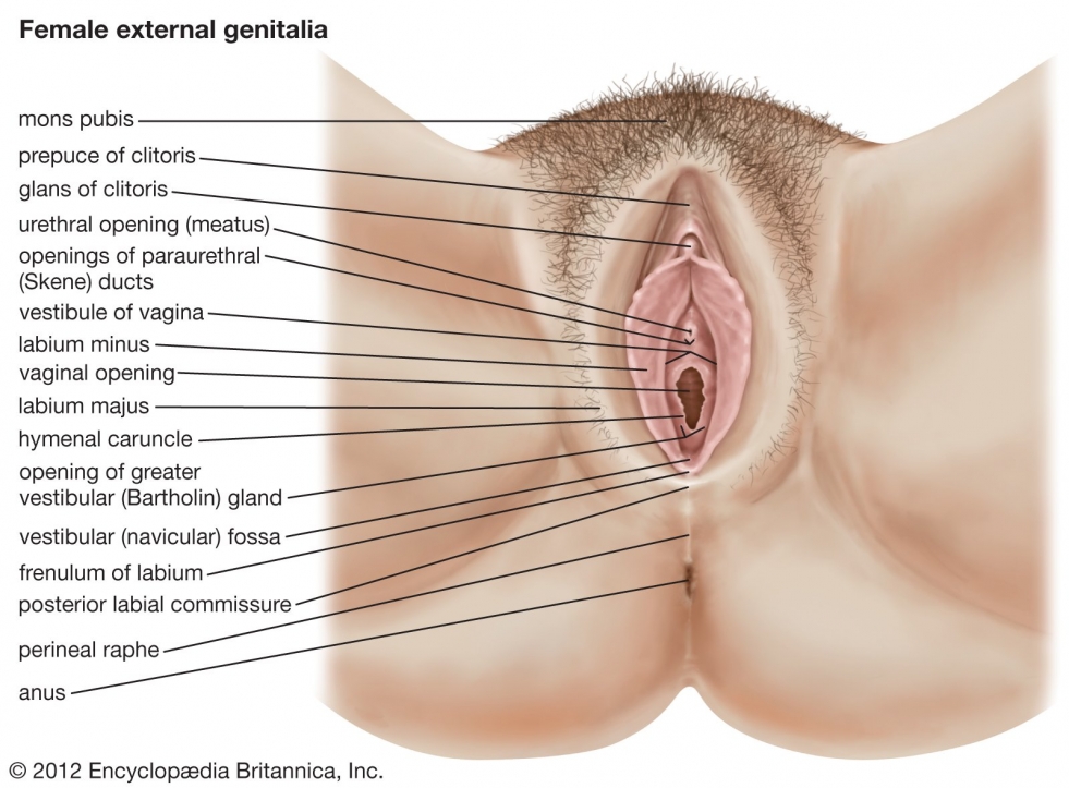 The high location of the vagina