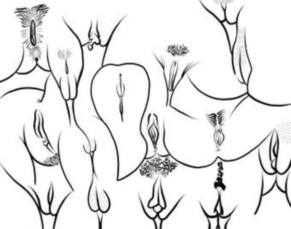 Vagina vector images