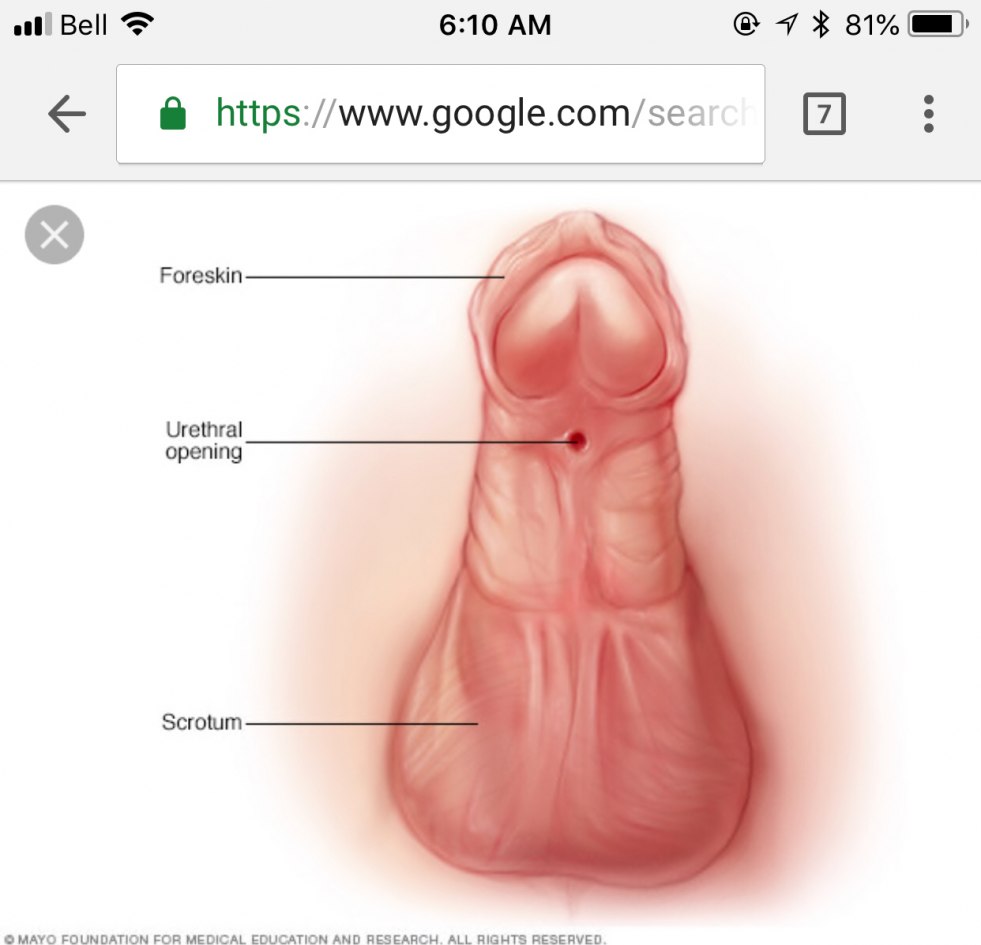 Drawing genital organs