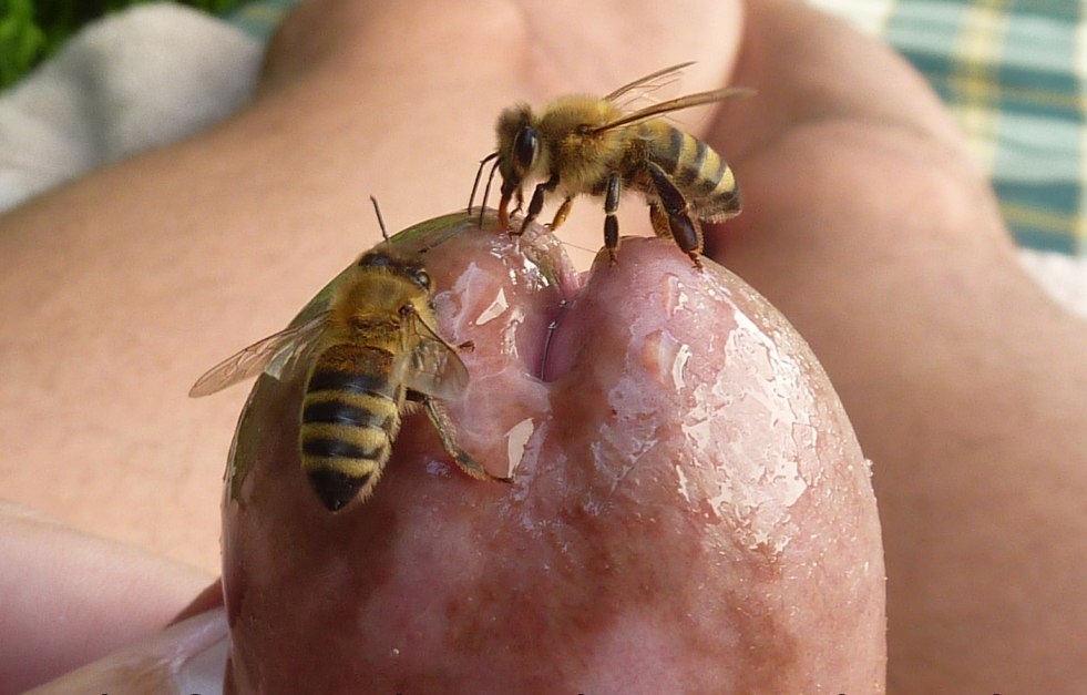 Bee on the genital organ