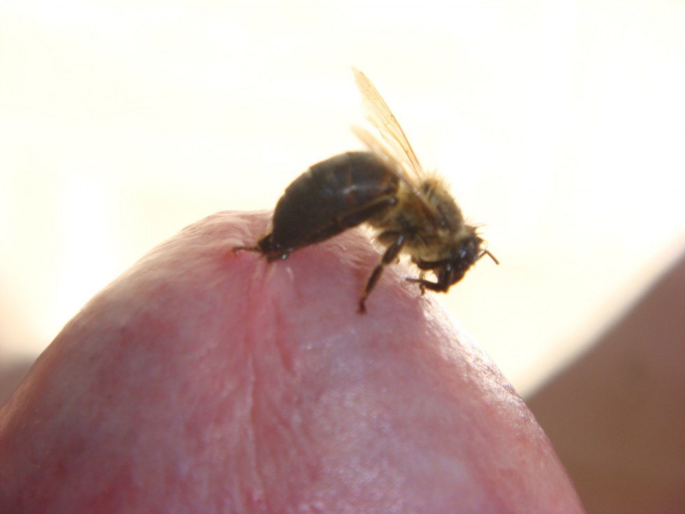 Fighters on the penis head