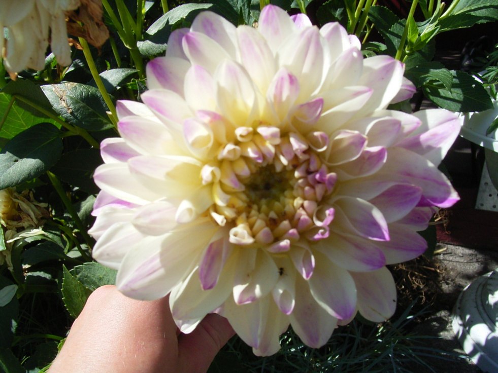 Archive of Old Women: Mimi Smith Skinny Granny without panties