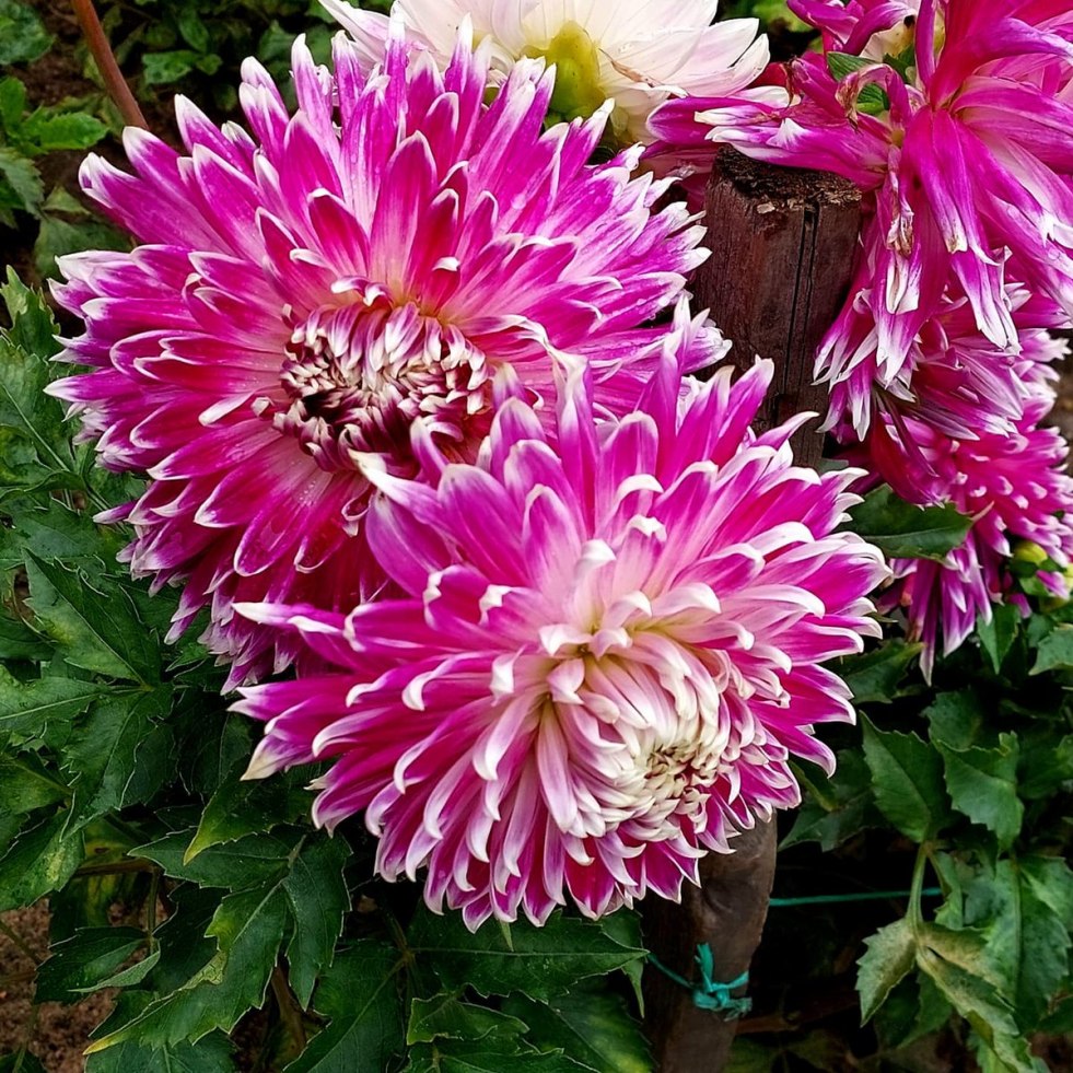 Georgina Fairway Spur