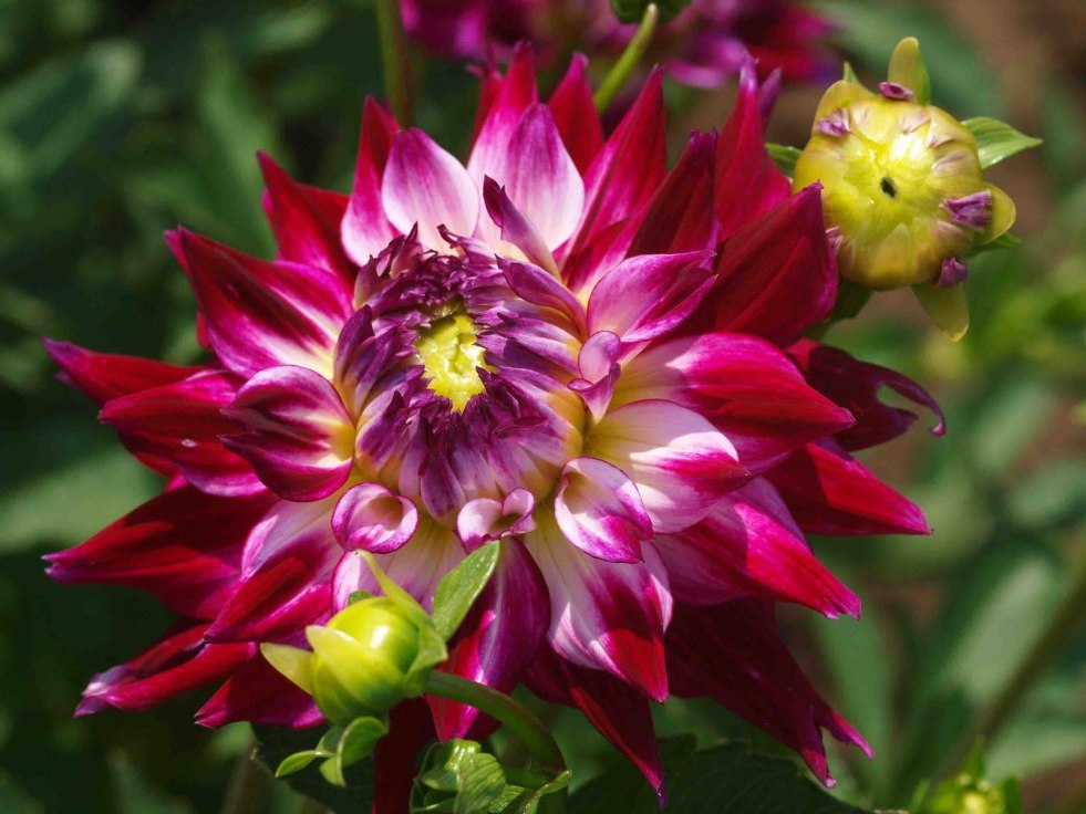 Chaos Seeds / Seeds of Chaos Hentai