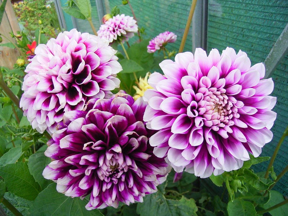 Porn movies with Sheridan Smith