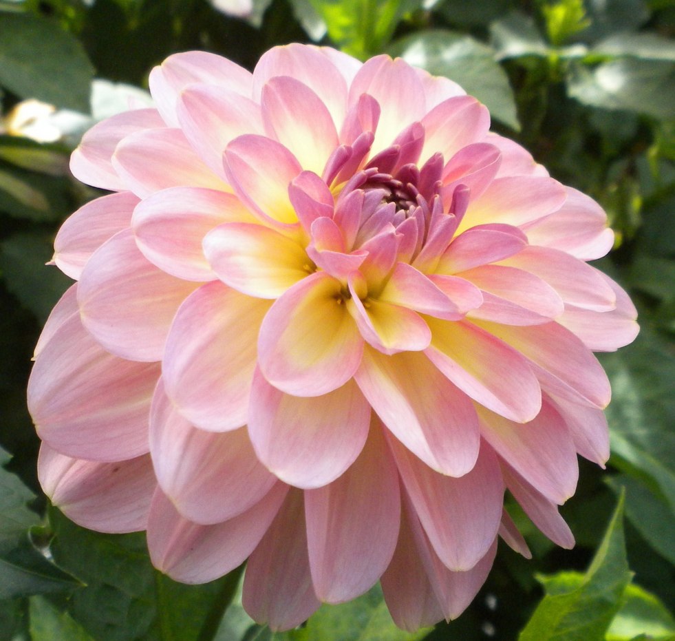 Georgina Wanda Aurora