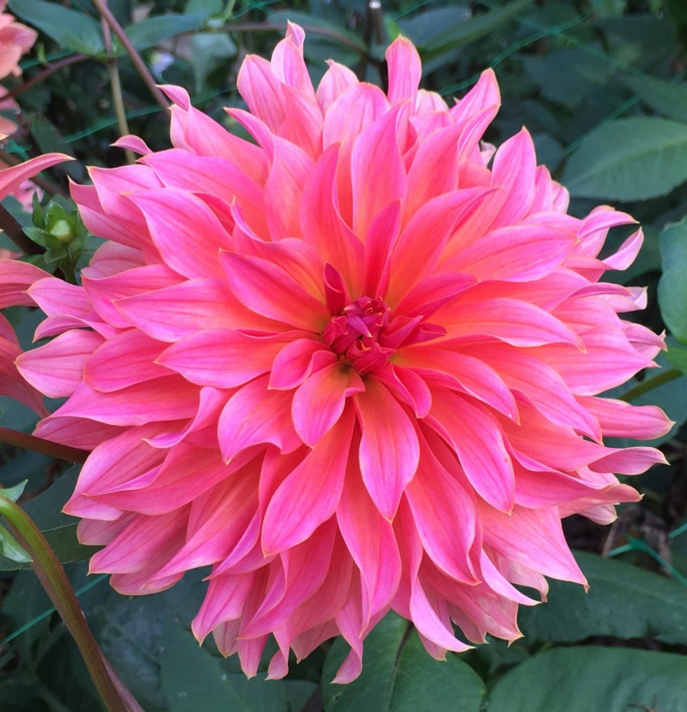 Porn actress Georgina Smith