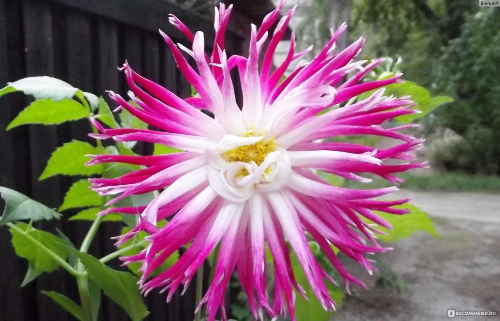 Georgina Penhill Dark Monarch