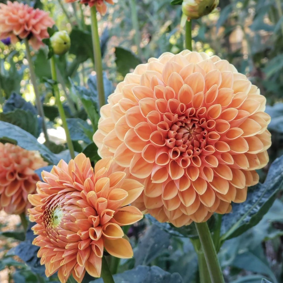 Sofia Kashtanova Pornography