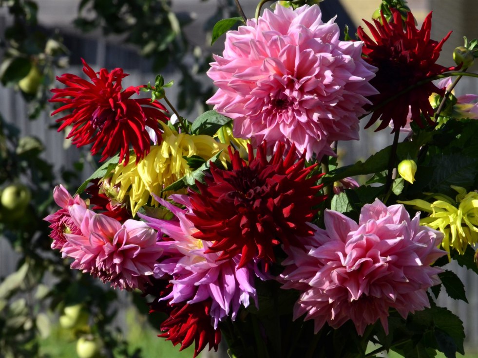 Garden flowers photo similar to small roses or dahlia