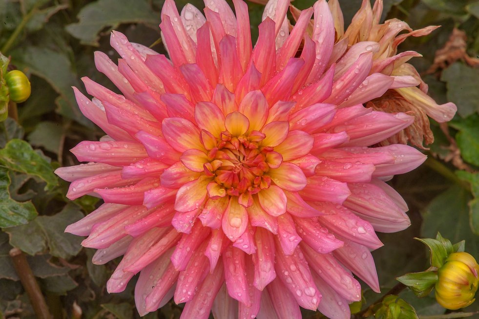 Jenny Smith Pornography