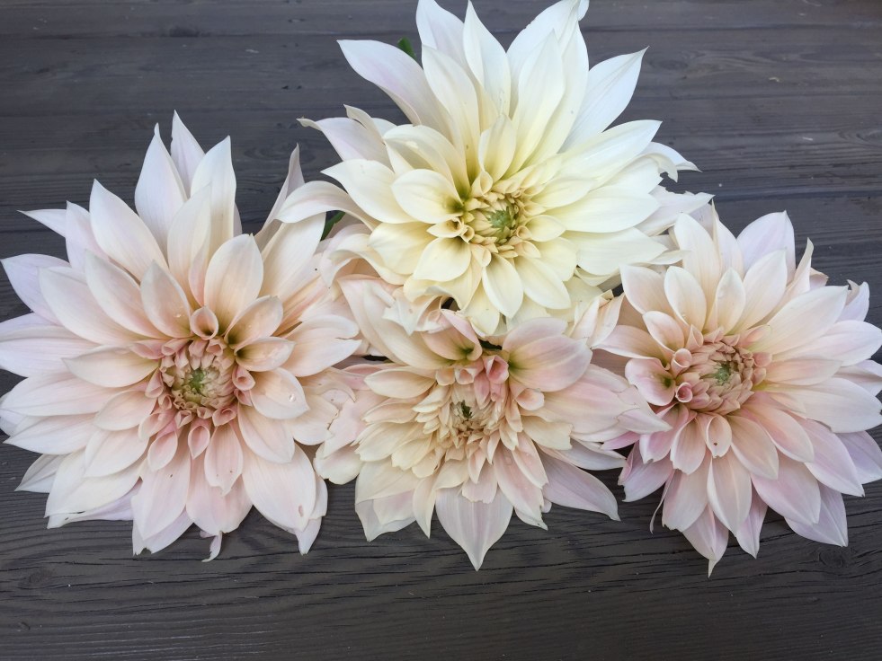 Georgina Anmoneovoid Phantom