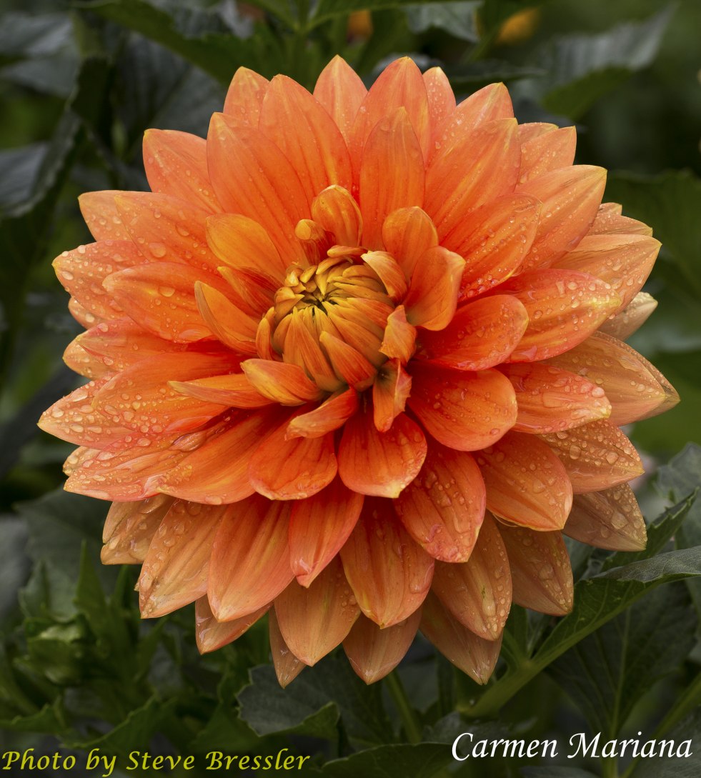 Student Bodies - Leslie Smith 01 - Playboy Plus