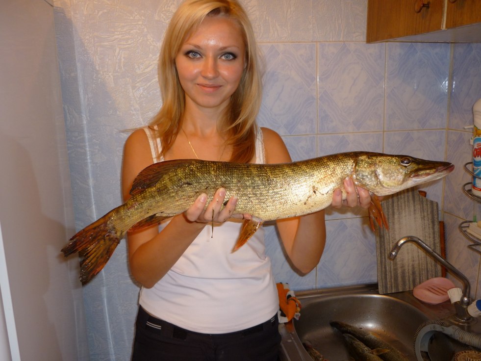 Pike 50 cm