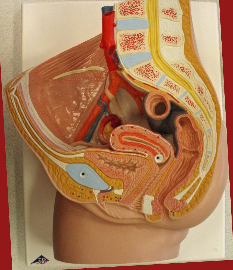 Forms of female vagina