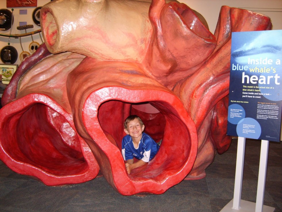 Blue Whale Heart Size