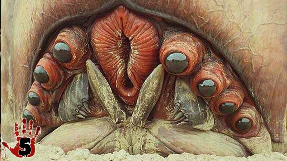 Star landing chief beetle