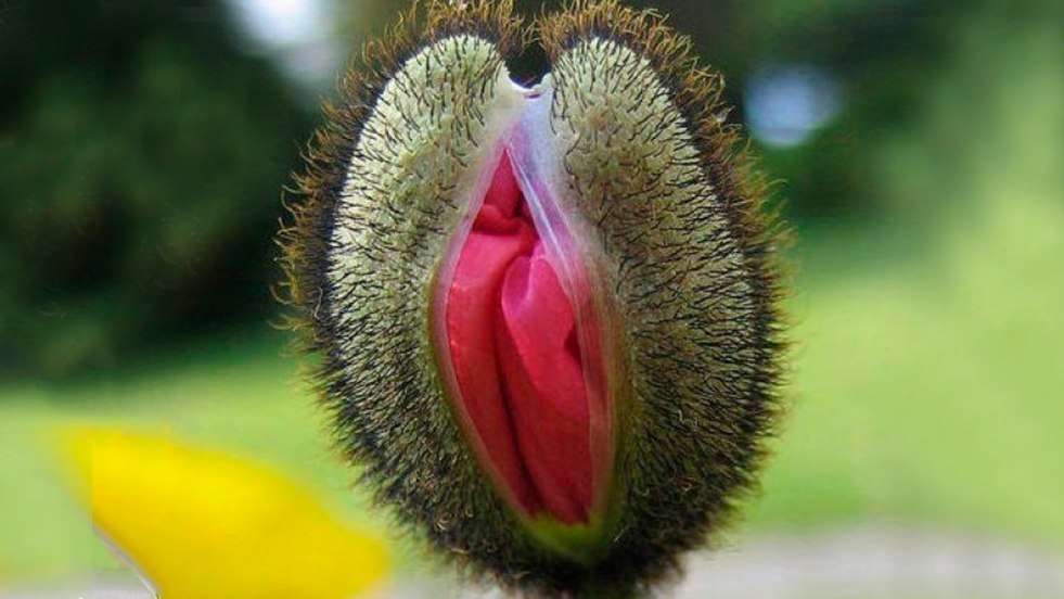 Unusual female sexual organ