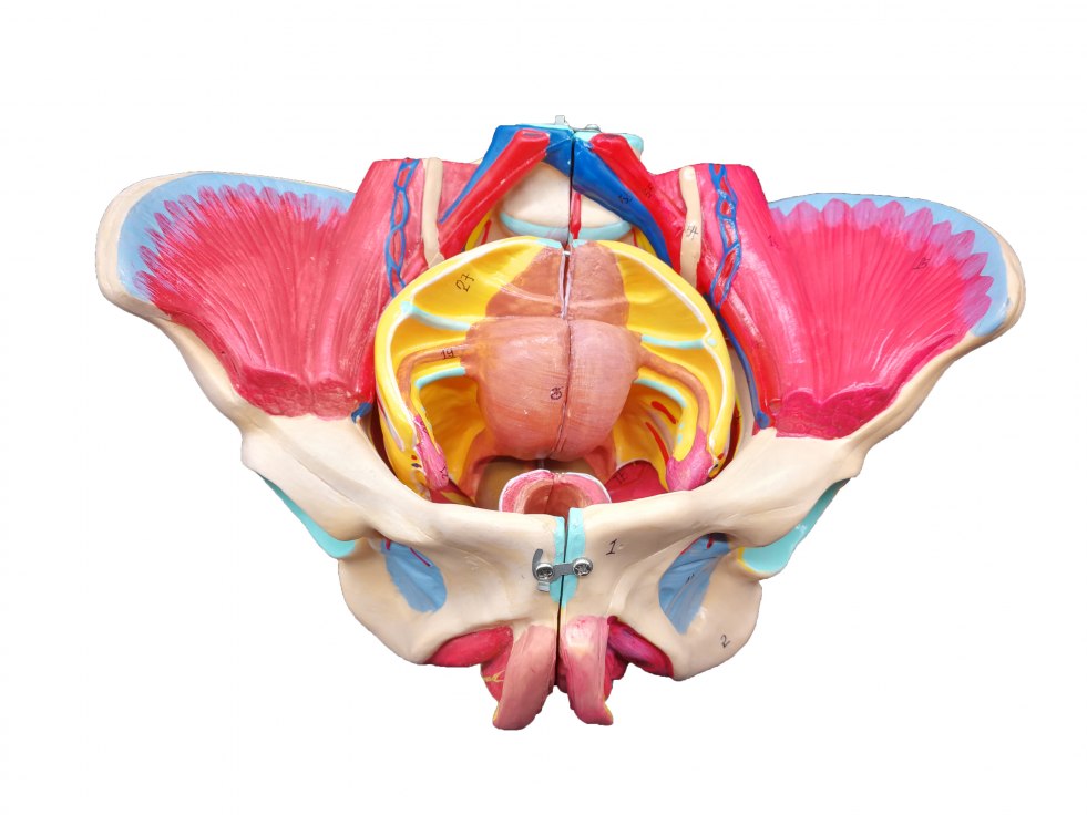 Corpus Human Body Museum