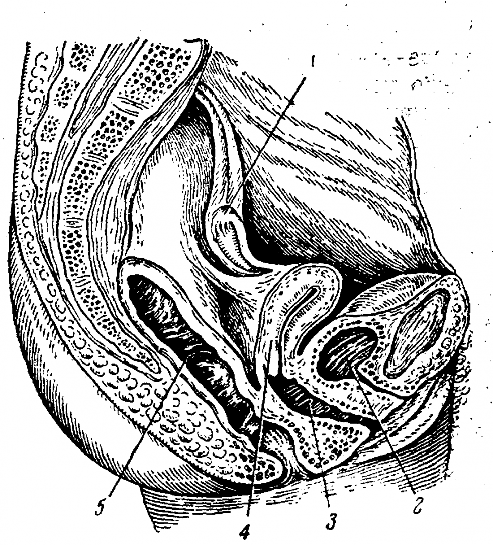 Camel Copulate Miley Cyrus