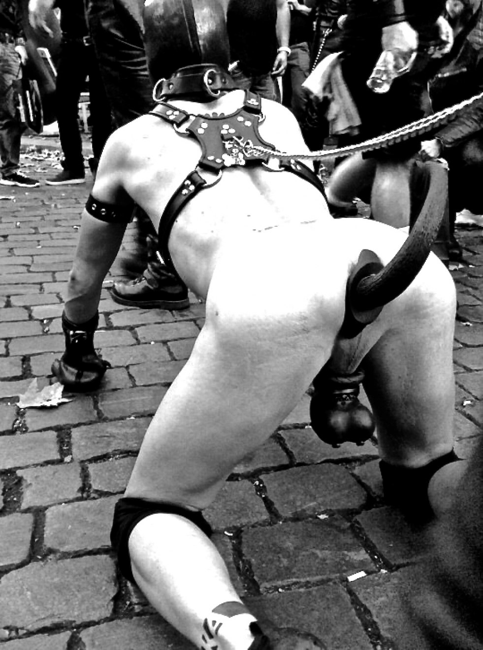 Guys slaves bdsm dog